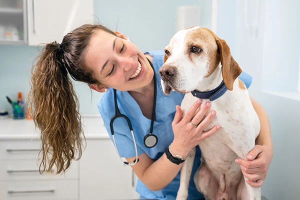 Tiermedizinische Fachangestellte in blauem Kasack mit Stethoskop hält Beagle im Arm in Praxisraum.