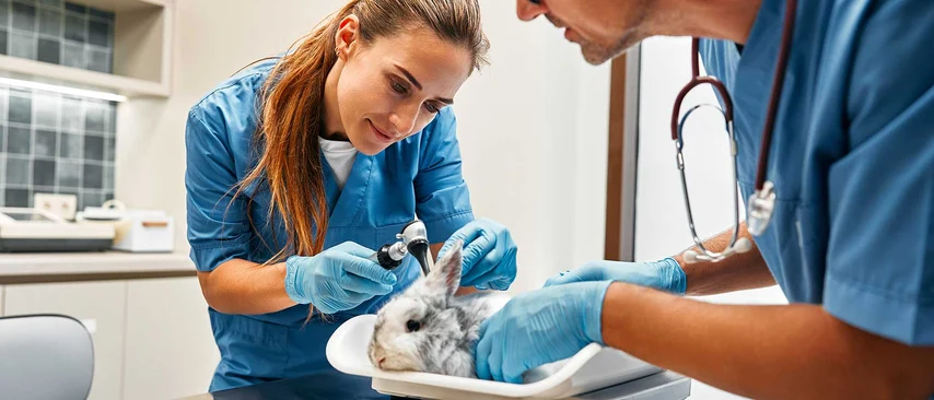 Tierärztin und Kollege untersuchen Kaninchen mit Otoskop in Praxis. Beide tragen blaue Kittel und Handschuhe.